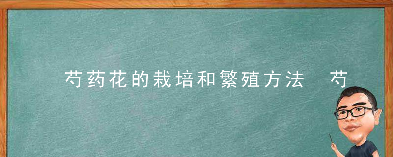 芍药花的栽培和繁殖方法 芍药花如何栽培呢与繁殖方法